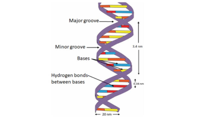 The twisted ladder shape of dna is referred to asa ..-Turito